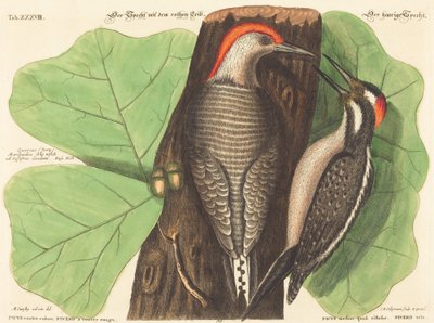 Le Pic à ventre rouge (Picus Carolinus) - Johann Michael Seligmann after Mark Catesby