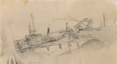 Racines, arbre renversé - Johann Peter Krafft