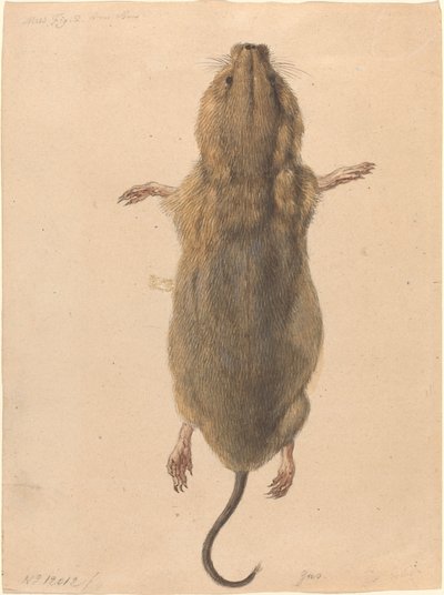 Une souris de champ, vue de dessus - Johann Rudolph Schellenberg