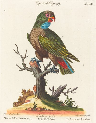 Perroquet (Le Perroquet Brunâtre. Pfittacus Fulcus Mexicanus) - Johann Sebastian Leitner after George Edwards
