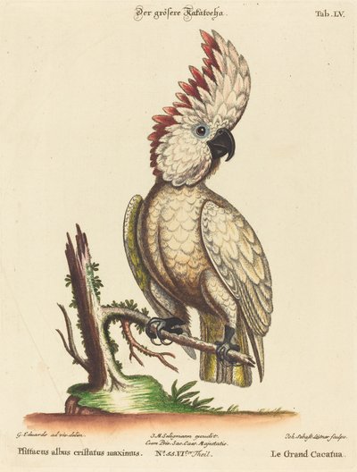 Psittacus albus cristatus maximus - Johann Sebastian Leitner after George Edwards