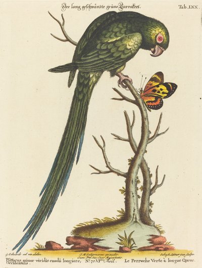 Psittacus minor viridis cauda longiore Occidentalis - Johann Sebastian Leitner after George Edwards