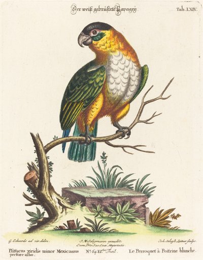 Psittacus viridis minor Mexicanus - Johann Sebastian Leitner after George Edwards