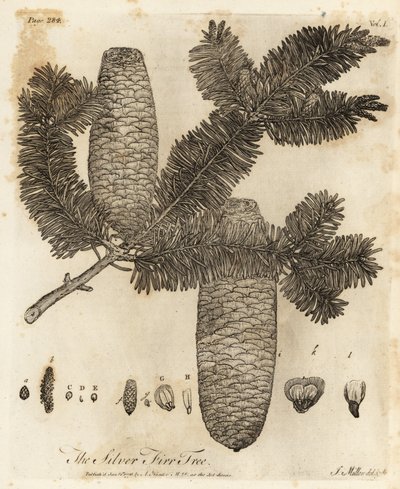 Sapin argenté européen, Abies alba - Johann Sebastien Muller