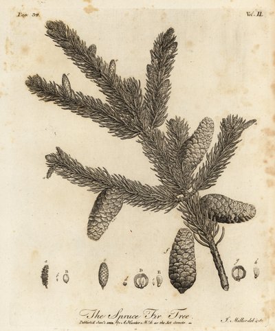 Épicéa de Norvège, Picea abies - Johann Sebastien Muller