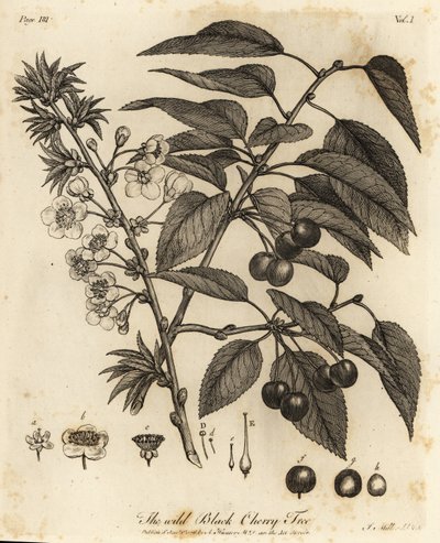 Griottier, Prunus cerasus - Johann Sebastien Muller