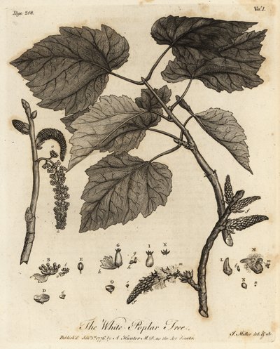 Peuplier blanc, Populus alba - Johann Sebastien Muller