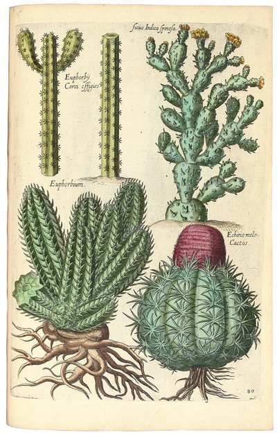 Cactus, 1641 - Johann Theodor de Bry