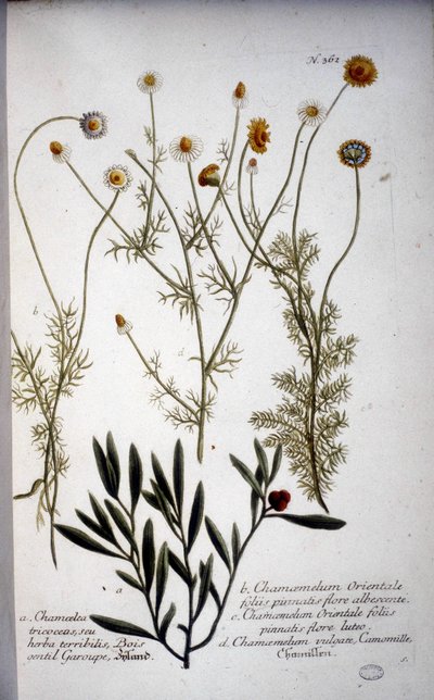 Plusieurs espèces de Chamaemelum (camomille) - Dans « Herbarium » de J.W. Weinmann en 1737. - Johann Wilhelm Weinman