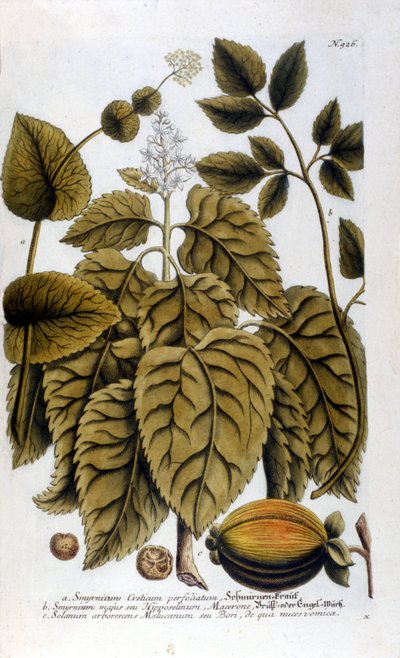 Smyrnium Cretium perfoliatum - Maceron de Crète ou Maceron perfolié. Planche tirée de l