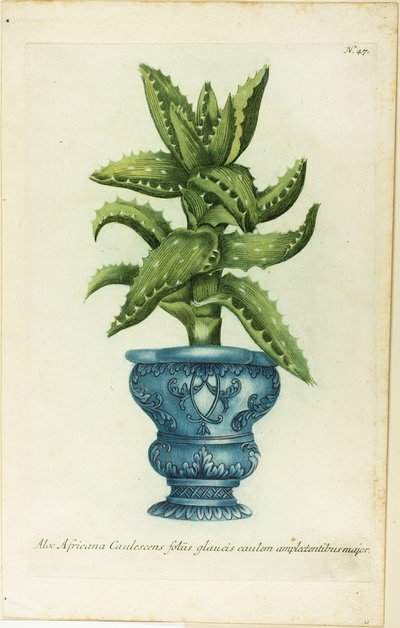 Aloe africain, planche 47 de Phtanthoza Iconographia - Johann Wilhelm Weinmann