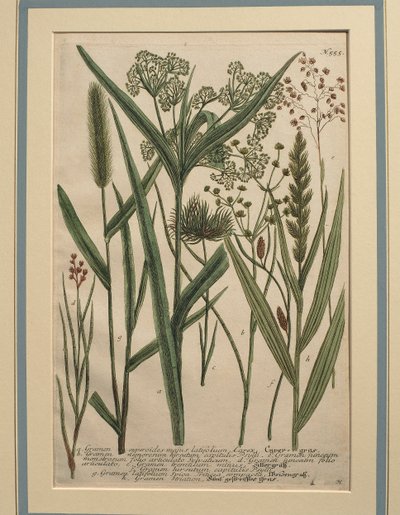 Chiendent pied-de-poule (Cynodon dactylon), gravure en couleur - Johann Wilhelm Weinmann