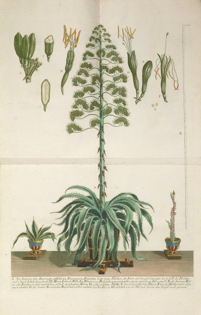 Gravure et plaque de mezzotinte d