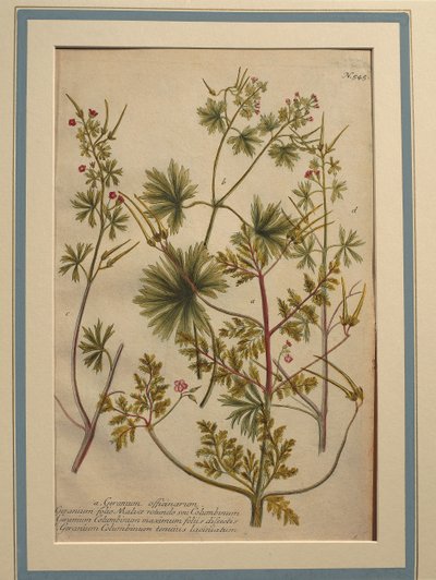 Herbe à Robert (Geranium robertianum), gravure en couleur - Johann Wilhelm Weinmann