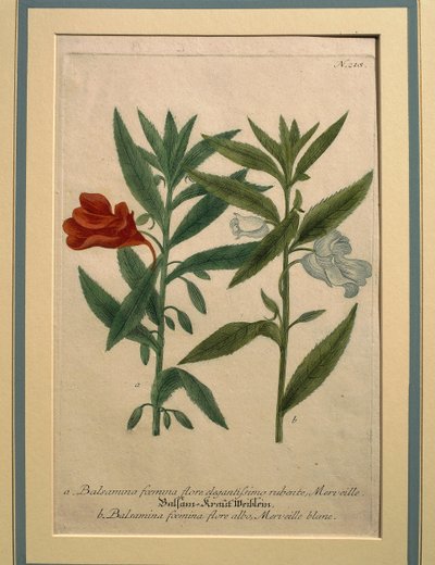 Impatiens, gravure en couleur - Johann Wilhelm Weinmann