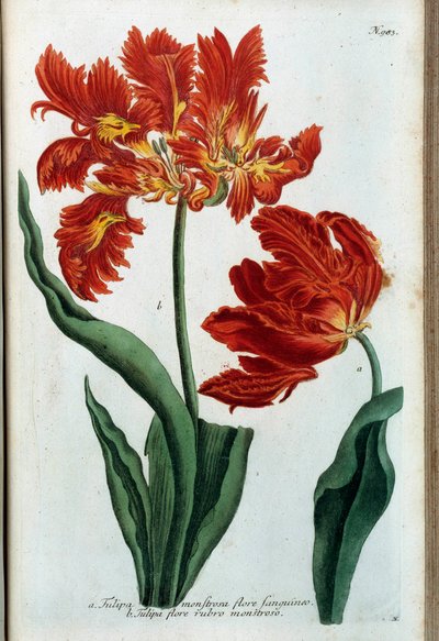 Tulipe rouge. Planche botanique - Johann Wilhelm Weinmann