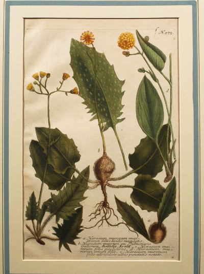 Épervière des murs (Hieracium murorum), gravure en couleur - Johann Wilhelm Weinmann
