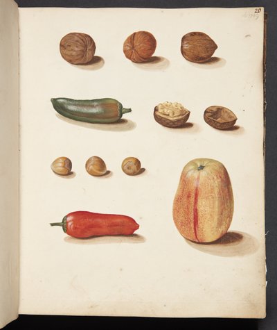 Étude de pomme, noix et poivrons - Johanna Fosie