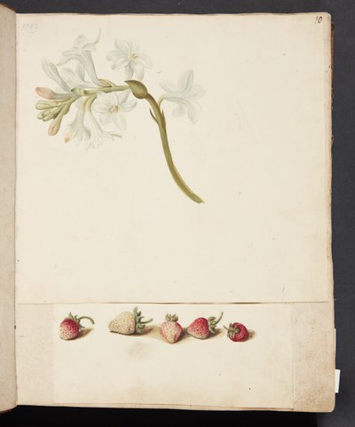 Étude de fleur et fraise - Johanna Fosie
