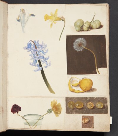 Étude de fleurs, fruits et tomates vertes - Johanna Fosie