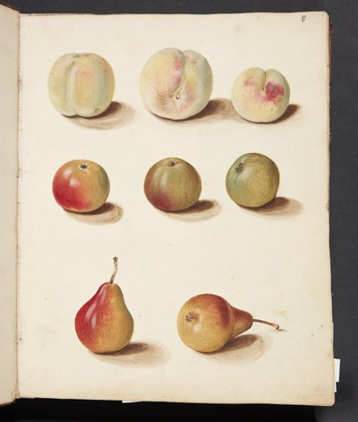 Étude de pêche, pomme et poire - Johanna Fosie