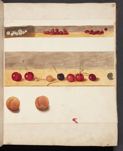 Étude de fruits et baies - Johanna Fosie
