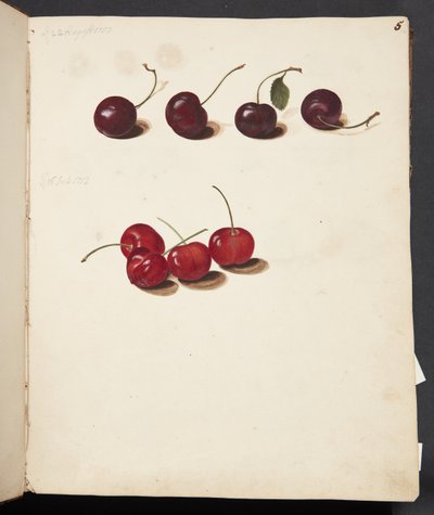Étude de cerises - Johanna Fosie