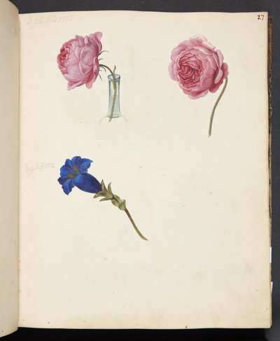 Étude de rose rose et de fleur bleue - Johanna Fosie