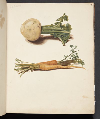 Étude de navet et de carottes - Johanna Fosie