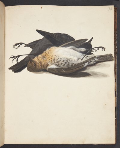 Étude de deux merles morts, mâle et femelle, couchés - Johanna Fosie