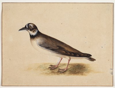 Oiseau - Johannes Bronckhorst