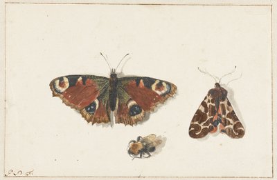 Papillon, Mite et Bourdon - Johannes Bronkhorst