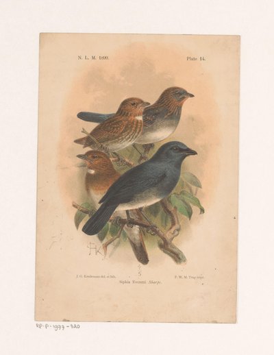 Quatre oiseaux sur une branche - Johannes Gerardus Keulemans