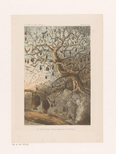 Chauves-souris dans un arbre - Johannes Gerardus Keulemans