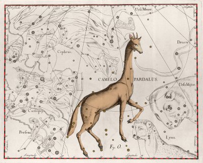 La constellation de la girafe - Planche tirée de « Firmamentum Sobiescanum sive Uranographia » par Johannes Hevelius - Johannes Hevelius