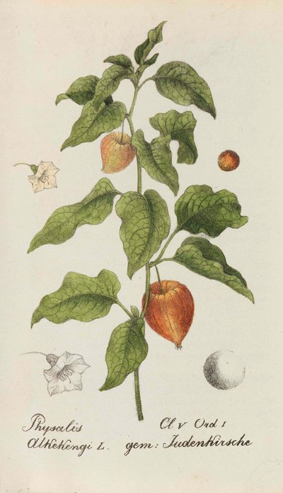 Collection de plantes suisses, 1825-1846 - Johannes Jacob Hegetschweiler