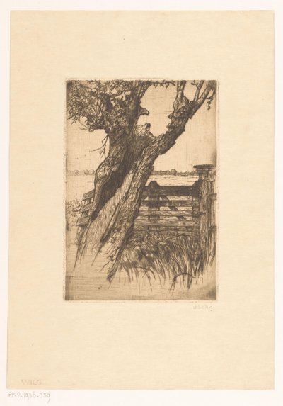 Saule - Johannes Löhr