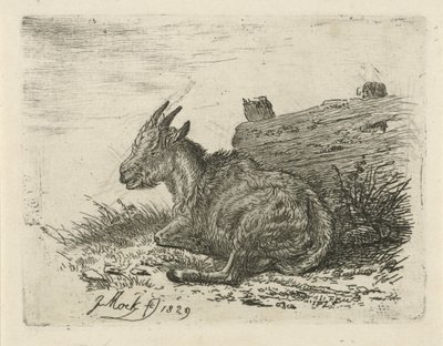 Chevreau couché près d