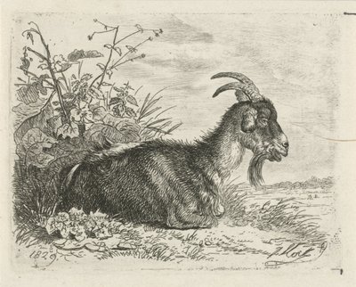 Bouquetin couché - Johannes Mock