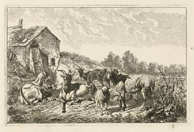 Quatre chèvres et un mouton près d