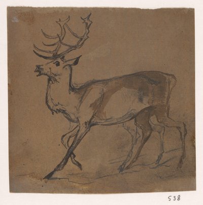 Cerf - Johannes Tavenraat
