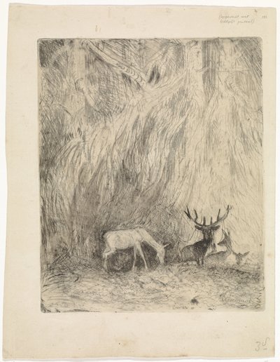 Cerfs dans une forêt bohémienne - Johannes Tavenraat