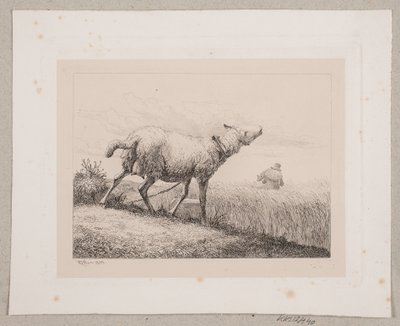 Un mouton bêlant - Johannes Wilhelm Zillen