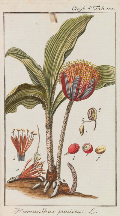Auswahl schöner und seltener Gewächse, 1795-1798 - Johannes Zorn