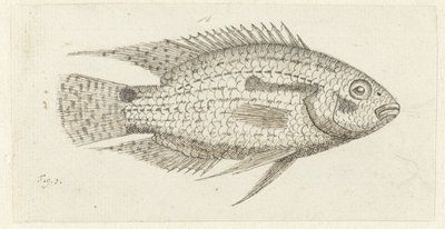 Poisson tropical Chromis epse - Johannes le Francq van Berkhey