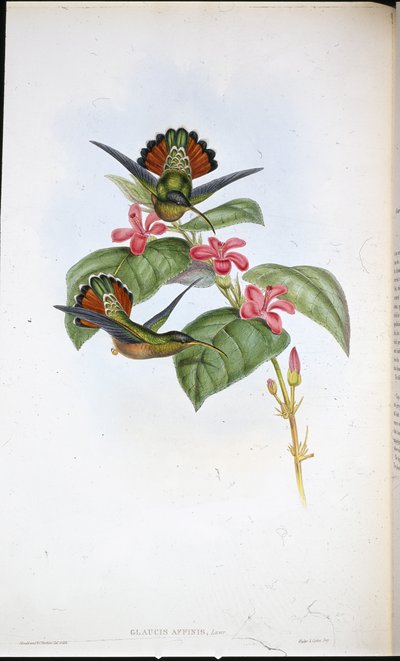 Ermite allié (Glaucis affinis) - John (after) Gould
