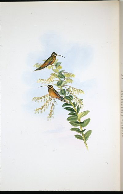 Ermite Amaura - John (after) Gould