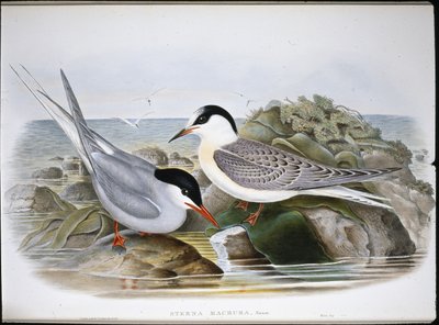 Sterne arctique (Sterna Macrura) - John (after) Gould