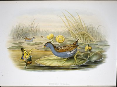 Marouette de Baillon (Porzana Pygmaea) - John (after) Gould