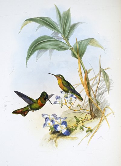 Rubis à bandes - John (after) Gould
